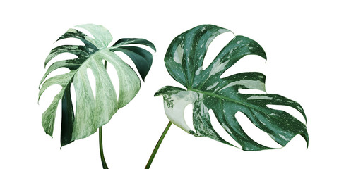 Variegated Leaves of Monstera Plant Isolated on White Background - obrazy, fototapety, plakaty