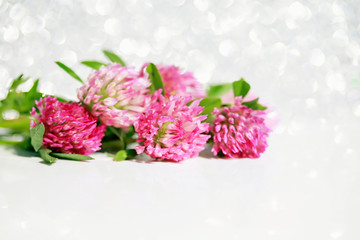 bright pink clover flowers on white shiny background