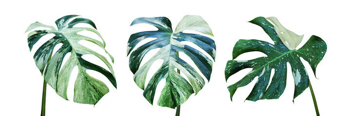 Variegated Leaves of Monstera Plant Isolated on White Background - obrazy, fototapety, plakaty