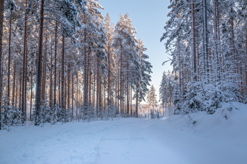 road in a winter wonderland