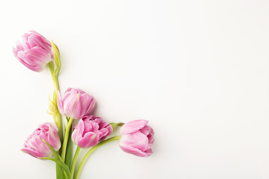 Pink tulips on white background with copy space. Top view.