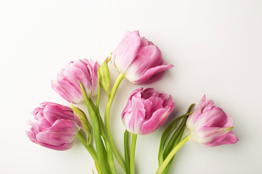 Pink tulips on white background with copy space. Top view, close up.