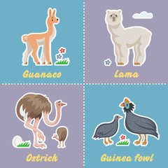 Cartoon set funny exotic farm animals with guanaco, lama, ostrich and guinea fowl. Happy farming pet stickers collection.