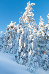 snowy trees in a forest