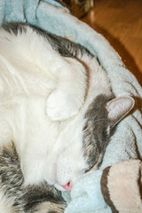 Gray domestic cat sleeping in a basket