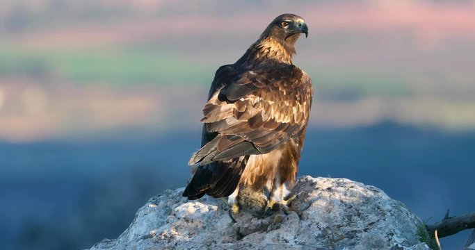 Golden eagle sitting on a rock in the mountains