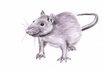 Rat closeup portrait is symbol of 2020 year - drawn pastel pencil graphic artistic illustration on paper