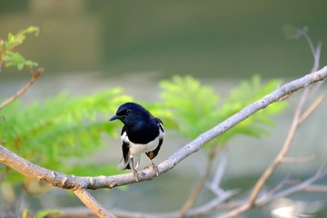 Fototapeta premium An oriental magpie robin bird sitting on a trunk tree at the park with green nature background 