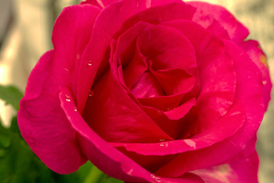 Close-up pictures of red roses