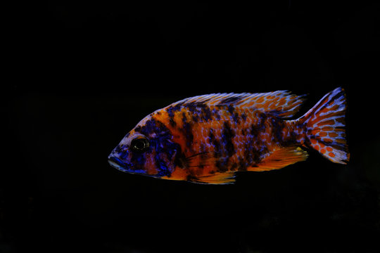 Colorful african cichlid aulonocara fish