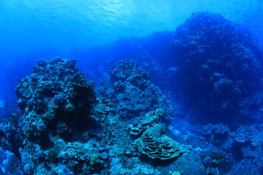 Beautiful coral scenery underwater in the Bougainville reef
