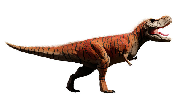 Tyrannosaurus rex, T-rex dinosaur from the Jurassic period (3d dino rendering isolated on white background)