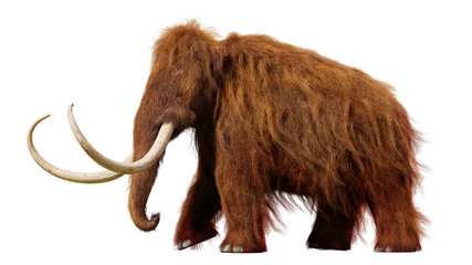 Naklejka premium mamut włochaty, chodzenie prehistoryczne zwierzę na białym tle (ilustracja 3d)