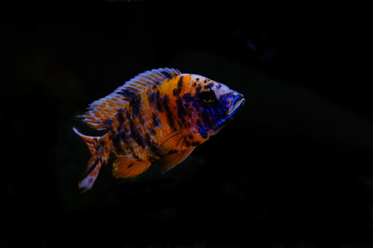 Colorful african cichlid aulonocara fish