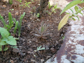 APDSC DIGITAL CAMERA Suculentas