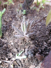 APDSC DIGITAL CAMERA Suculentas