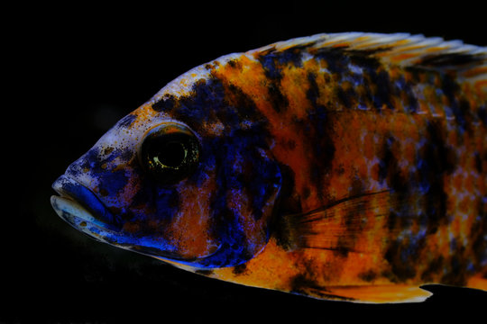 Colorful african cichlid aulonocara fish