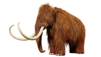 Fototapeta premium mamut włochaty, prehistoryczny ssak na białym tle (ilustracja 3d)