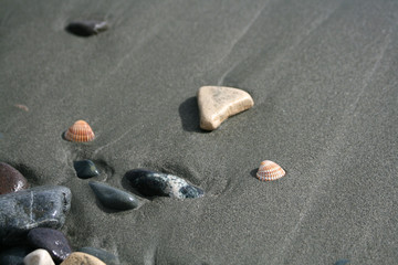Fototapeta na wymiar Two seashells and pebbles on a beach