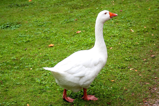 One white goose on a field of green grass.