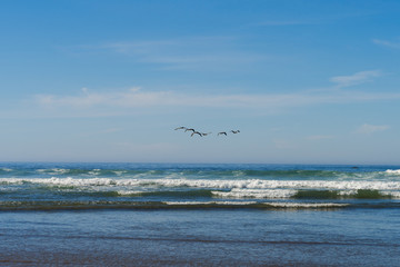 Fototapeta na wymiar A flock of seagulls flies over the Pacific Ocean in Cannon Beach, Oregon, USA.
