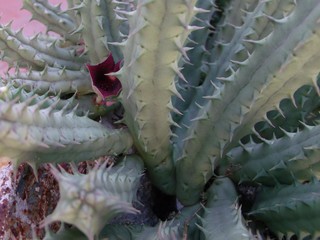 APDSC DIGITAL CAMERA Suculentas