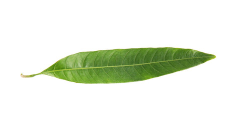 Fototapeta na wymiar Fresh green mango leaf on white background