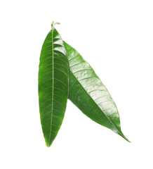 Obraz premium Fresh green mango leaves on white background