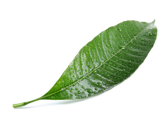 Fototapeta na wymiar Green mango leaf with water drops on white background