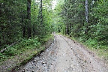 Obraz premium the road in the woods of the Ural regional