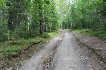 the road in the woods of the Ural regional