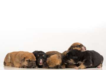 five puppies in white background