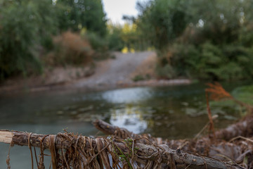 Branches and remains of trees on the shore of a small river