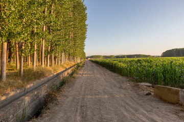 Road with crops on the sides, one of them from a farm with poplars