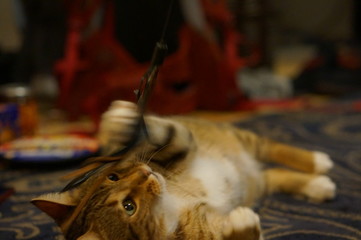 Cat Playing