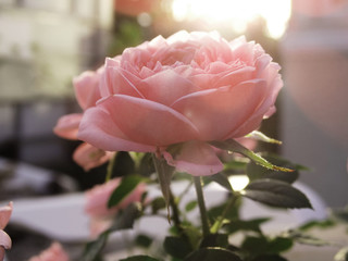 Romantic Pink Rose on Sunlight