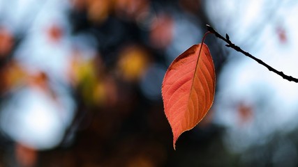 Red Leave