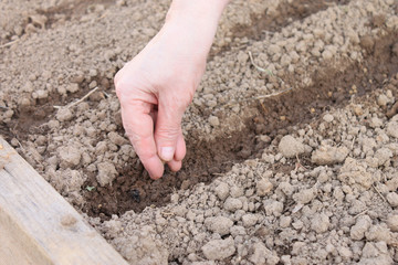 Female hand sowing the seeds in the ground, spring planting of vegetables in the garden