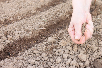Female hand sowing the seeds in the ground, spring planting of vegetables in the garden