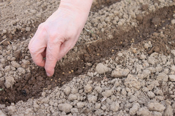 Female hand sowing the seeds in the ground, spring planting of vegetables in the garden