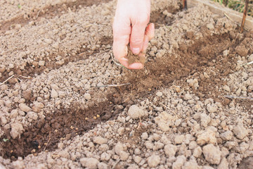 Female hand sowing the seeds in the ground, spring planting of vegetables in the garden