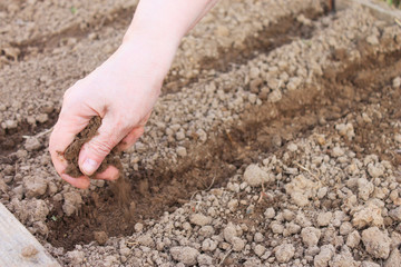 Female hand sowing the seeds in the ground, spring planting of vegetables in the garden