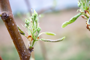 Small green buds and blossoms on a branch of a pear tree, awakening nature in spring close up