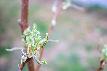 Small green buds and blossoms on a branch of a pear tree, awakening nature in spring close up