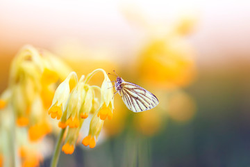 white butterfly sitting on the delicate yellow flowers of the primrose in the spring sun green...