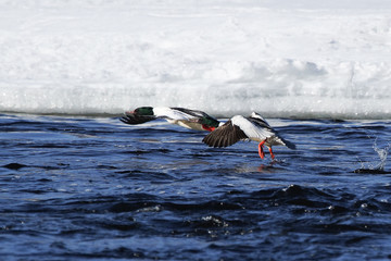 Goosander in winter
