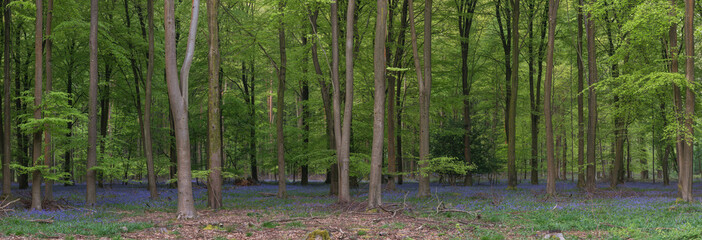 Stunning bluebell forest panoramic landscape image in soft sunlight in Spring