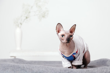 Canadian Sphinx in fashionable warm clothes on a blurred background of a white wall and a white vase with flowers