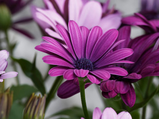 Obraz premium Dimorphotheca ecklonis - Cape marguerite or african daisy with a dark blue center and purple pink petals