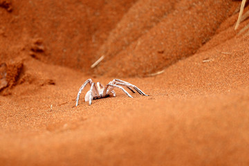 dancing white lady spider - Namibia Africa
